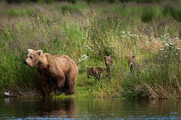 Obraz na płótnie Canvas Spring cubs follow thier mother along the shore of Brooks River, Katmai National Park, Alaska