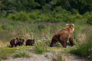 Spring cubs follow thier mother along the shore of Brooks River, Katmai National Park, Alaska