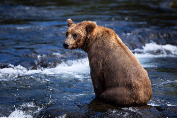 An Alaskan brown bear takes a break while fishing for salmon in Brooks River, Katmai National Park