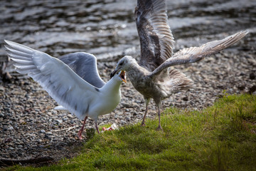 Two seagulls fight over salmon scraps along the shore of Brooks River, Katmai National Park