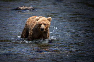 An Alaskan brown bear wades through the Brooks River in search of salmon.