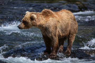 An Alaskan brown searches for salmon in the riffles of Brooks River.