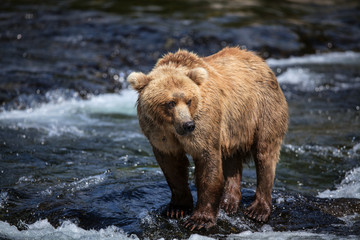 An Alaskan brown searches for salmon in the riffles of Brooks River.