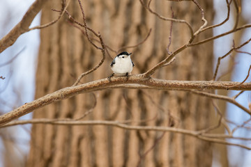 The white-breasted nuthatch is a small songbird of the nuthatch family which breeds in old-growth woodland across much of North America. It is a stocky bird, a large head, short tail, powerful bill