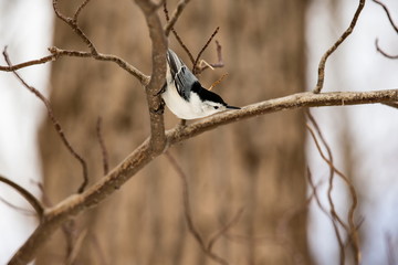 The white-breasted nuthatch is a small songbird of the nuthatch family which breeds in old-growth woodland across much of North America. It is a stocky bird, a large head, short tail, powerful bill