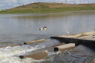 A small bird is sunbathing in this sunny day. 