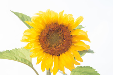 Beautiful sunflower with natural background