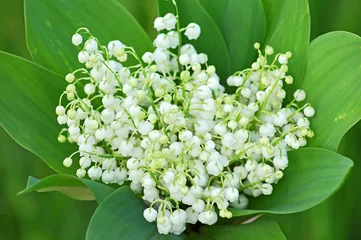 Wall murals Lily of the valley Lily of the valley (convallaria majalis)