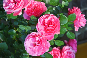 Rosa odorata
