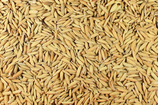 Brown paddy seed rice background