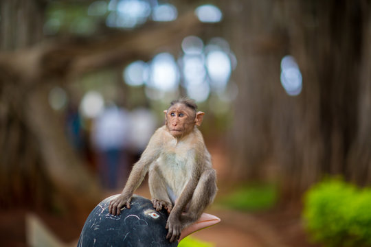 The bonnet macaque is a macaque endemic to southern India. Its distribution is limited by the Indian Ocean on three sides. These primates live in close family groups that have a hierarchy rule.