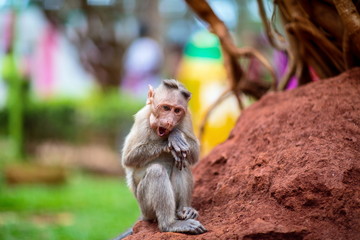 The bonnet macaque is a macaque endemic to southern India. Its distribution is limited by the Indian Ocean on three sides. These primates live in close family groups that have a hierarchy rule.