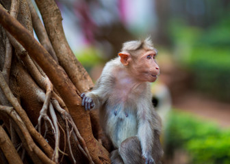 The bonnet macaque is a macaque endemic to southern India. Its distribution is limited by the Indian Ocean on three sides. These primates live in close family groups that have a hierarchy rule.