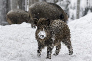 Cinghiale giovane sotto la neve