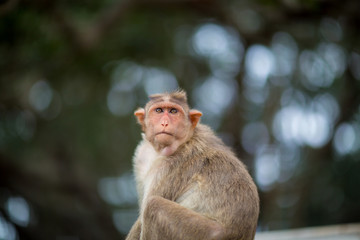 The bonnet macaque is a macaque endemic to southern India. Its distribution is limited by the Indian Ocean on three sides. These primates live in close family groups that have a hierarchy rule.