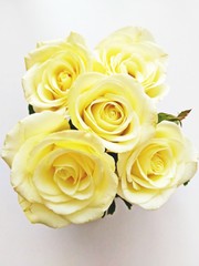 Light yellow roses arranged in a vase