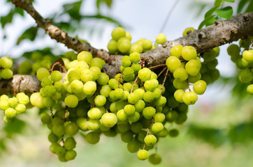 Star gooseberry on the tree,tropical fruit