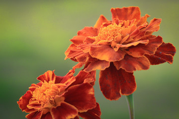 Orange Marigold Flowers in a Garden