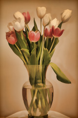 Illustration of Pink and White Tulips in Glass Vase
