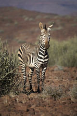 Zebra in the Palmwag concession, Damaraland, Namibia.