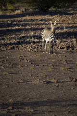 Fototapeta na wymiar Zebra in the Palmwag concession, Damaraland, Namibia.