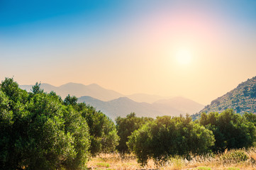 Beautiful summer landscape with olive trees and mountains