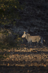 Zebra in the Palmwag concession, Damaraland, Namibia.