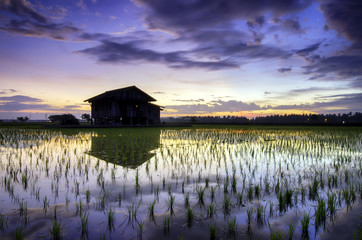 beautiful image in the morning lonely abandon house and reflection on the water, surrounded by paddy with dramatic clouds and colorful sky. soft focus and blurred image.