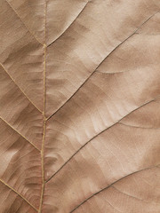Dry brown leaf texture (teak leaf)