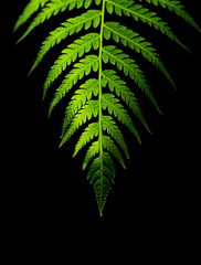 Leaf of fern