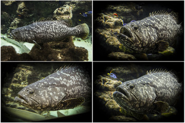 Photo set: Goliath grouper (Epinephelus itajara)