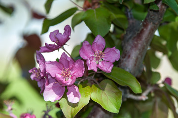 Spring flowers of the apple tree