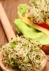 Alfalfa and radish sprouts on spoon and vegetarian sandwich