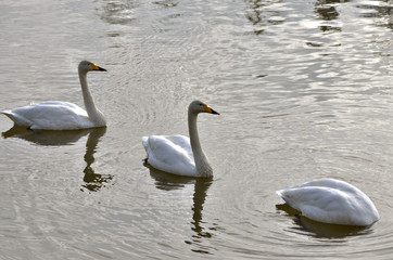 Naklejka premium ハクチョウ