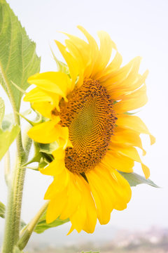Beautiful sunflower plant in public garden