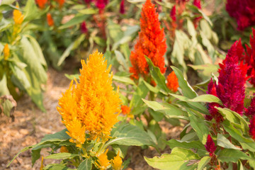 Minimal colorful plant decorated public garden