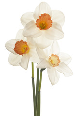 Obraz na płótnie Canvas daffodil