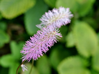 Closeup on a pink Japanese Bottlebrush flower