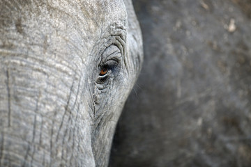 Fototapeta premium A close up of an Elephants eye