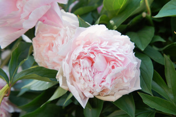 Pink peonies with green leaves