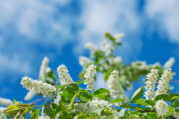 Branch of  blossoming bird cherry on  background of the cloudy sky