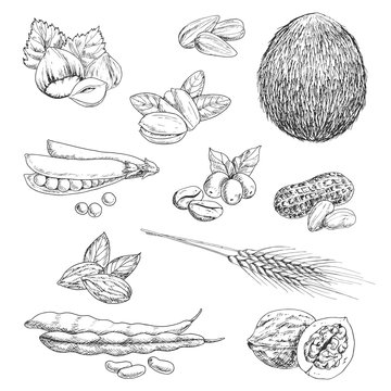 Nuts, beans, seeds and wheat sketches