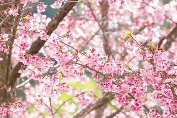 Beautiful spring cherry blossoms in the northern of Thailand