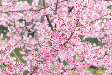Beautiful spring cherry blossoms in the northern of Thailand