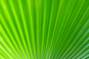 Beautiful Sunlight on palm leaf
