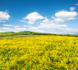 Obraz premium Green field with flowers under blue cloudy sky