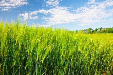 field of green rye and blue cloudy sky