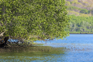 Mangrove trees