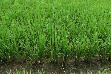 Obraz premium 田植え50日後の田園風景／山形県の庄内地方で、田植え50日後の田園風景を撮影した写真です。