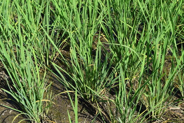 田植え50日後の田園風景／山形県の庄内地方で、田植え50日後の田園風景を撮影した写真です。